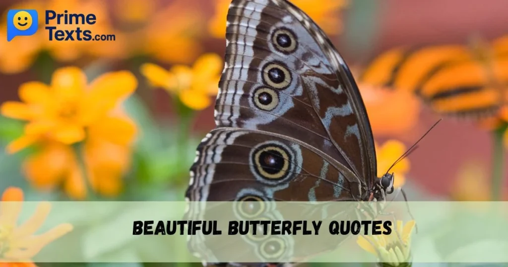 Beautiful Butterfly Quotes